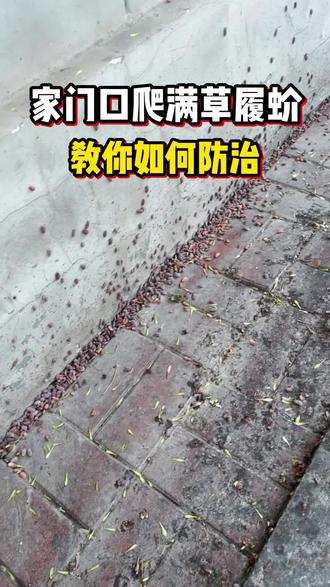 安徽高发!草履蚧大规模出没。 最近安徽地区出现大量草履蚧,因为气温回升,是草履蚧的高发期,这只行动缓慢的小虫体长大约1厘米。雌虫呈椭圆形,没有翅膀,背部有明显的凹凸纹路,外形酷似草鞋底,很好辨认。很多人家里会出现草履蚧,大多是因为住所靠近树木,虫子会顺着墙面爬进窗户。想要防止它在家中繁殖,晚上尽量不开阳台灯,减少吸引它们的光源。封堵门窗缝隙:用密封胶封好。 阳台绿植: 勤检查叶片背面,发现少量可用软毛刷蘸水刷掉。再用杀虫剂均匀喷洒在窗户、窗框及墙面,风干后会形成一层长效药膜,草履蚧一接触就会被灭杀。#草履蚧 #草履蚧防治 #安徽草履蚧 #蚧壳虫 #草履蚧杀虫剂