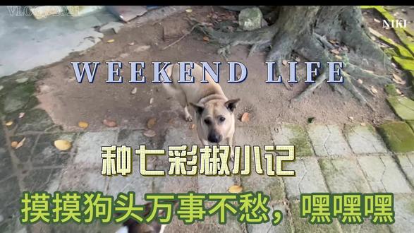 旺园种七彩椒小记 摸摸狗头万事不愁,摸摸狗嘴顺风顺水,今天就这样了,素材上传才发现排竖屏了,凑合凑合了#热爱加1计划 #摸摸狗头万事不愁 #七彩椒 #旺园村农家乐