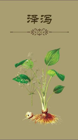 泽泻 水利工程师!#养生 #科普 #中草药