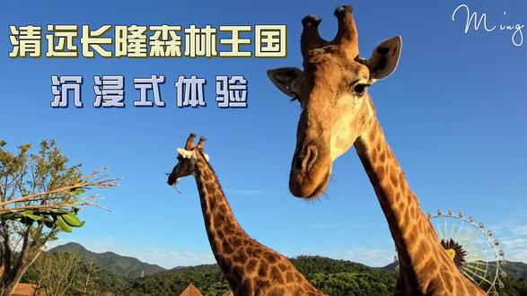 清远长隆森林王国 #我的旅行日记 #影石acepro2