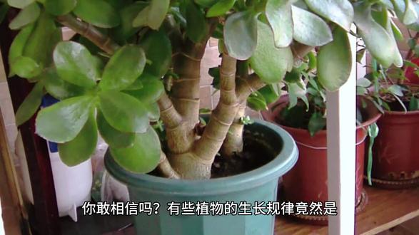 自然界的宠儿:斐波那契数列