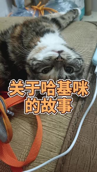 视频有点长,我和哈基咪的故事 #哈基咪