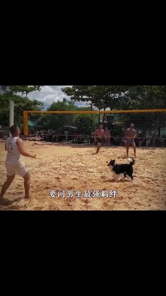 2月24日 珍爱小生命#珍爱小生命 #布鲁斯 #春风250sr @00oneZhy #守护镜头里的动物