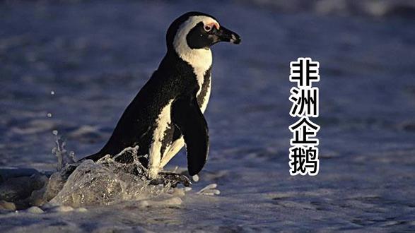 抢救非洲企鹅:南非海岸线上的濒危“黑脚骑士”