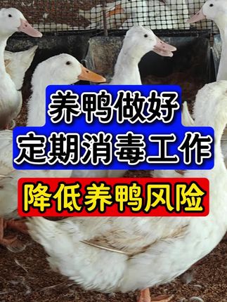 做好消毒工作降低养鸭风险 #蛋鸭 #养鸭人 #鸭场消毒 #过硫酸氢钾消毒