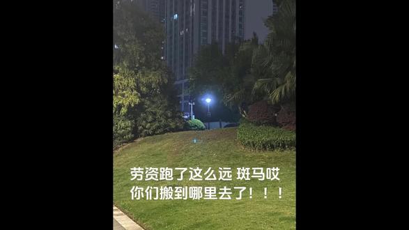 重庆斑马正在我家站岗 一座重庆城,全都是神人。别人搬家我搬马。大家都别找了,斑马已经被我搬到我家当保安了。。。#重庆斑马 #装修日记 #斑马 #我是来搞笑的