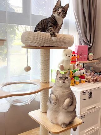 蜜罐猫爬架 #养猫人 #猫爬架 #蜜罐猫