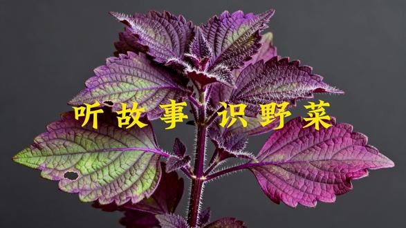 紫苏 紫苏籽具有多种作用与功效,包括但不限于以下几点:
1.降气化痰、止咳平喘:紫苏籽入肺经,具有降气化痰的功效,能够辅助改善咳嗽、气喘、痰多等症状,与中药配伍使用,效果更佳。
2.润肠通便:紫苏籽富含油脂和膳食纤维,能有效促进胃肠蠕动,帮助消化和排泄,从而起到润肠通便的作用,对于改善便秘、腹胀等消化系统问题有显著效果。
3.降血脂:紫苏籽富含不饱和脂肪酸,有助于降低血液中的胆固醇和甘油三酯水平,减少动脉粥样硬化的风险,对心血管健康十分有益。
4.抗氧化、抗炎、抗过敏:紫苏籽油中的亚麻酸和维生素E等成分具有抗氧化作用,可以清除自由基,保护细胞免受氧化损伤。此外,紫苏籽还具有一定的抗炎和抗过敏作用。
其他作用:紫苏籽还具有改善学习记忆、抗肝损伤及抑制肿瘤等多种作用,但这些作用需要进一步的科学研究证实。
紫苏籽的食用方法多样,包括直接食用、泡水喝、煮粥、磨粉及搭配其他食材等。具体方法如下:
直接食用:将紫苏籽洗净后直接食用,每次3-5克即可。
泡茶饮用:将紫苏籽用沸水冲泡后饮用,可加入蜂蜜或柠檬等调味。
煮粥食用:将紫苏籽与大米或其他谷物一起煮粥,不仅美味可口,还能增强粥的营养价值和保健功效。
炒菜食用:将紫苏籽与其他蔬菜一起炒制,可增加菜肴的口感和营养价值。
研磨成粉:将紫苏籽磨成粉状,可以更方便地添加到各种食品中,如面包、饼干等,提高食品的营养价值。
需要注意的是,紫苏籽虽好,但也不宜过量食用,一般建议每天摄入量不超过10克。此外,脾虚便溏及肺虚咳喘患者禁用,用药期间应保持饮食清淡并避免饮酒。必须在专业医师指导下使用,出现不适及时就医,切勿自行用药。#野菜 #野菜美食#紫苏叶 #紫苏 #野外求生