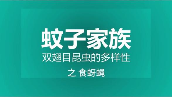 博少-蚊子指挥官-食蚜蝇 #食蚜蝇 #蚊子 #昆虫