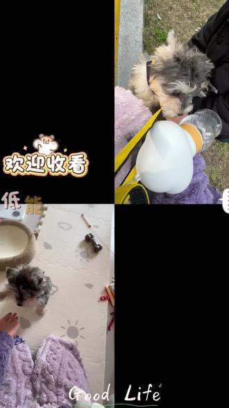 低能量养狗新手VLOG丨到家第5天,学会喂食等待+握手 i人遛狗碰到没有边界的小孩该咋办啊?#新手养狗 #幼犬训练 #雪纳瑞 #熊孩子 #萌宠出道计划