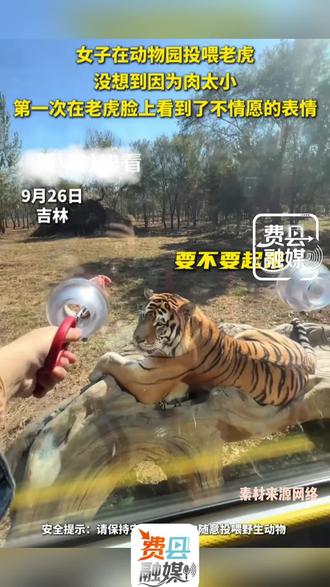 女子在动物园投喂老虎,因为肉小,老虎表情不情愿。