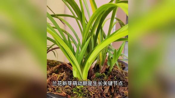 兰花新芽初绽期:科学施肥护春苗