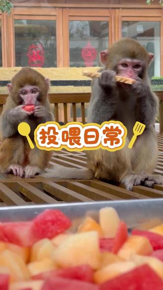 猴崽子每一次吃饭都像在打仗 #饲养场 #我和小猴在云南 #猴子 #日常投喂