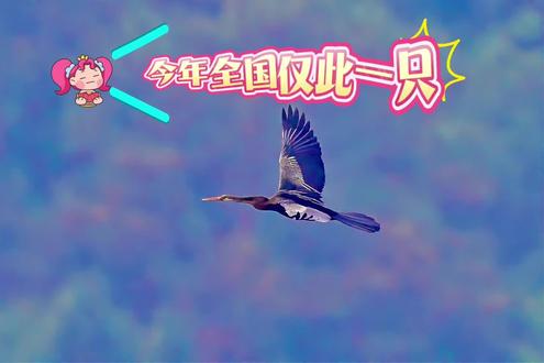 黑腹蛇鹈8 今年全国仅此发现一只的黑腹蛇鹈!
2 月 21 号,我在瑞丽得到消息,急忙赶往在芒市一个不起眼的水库边,虽然离得非常远,守了半天我还是拍到国家保护动物黑腹蛇鹈!这种世界级濒危鸟类,全世界仅剩 1,500 只。
黑腹蛇鹈体大(84厘米)而似鸬鹚的水鸟。颈甚细长,头小而窄。游动时仅露出蛇状的长颈,宛如水中潜行的蛇类。它在水下可以待上两分钟之久,并且能在水底用它的大长喙夹住鱼儿,然后拖着脑袋把鱼吞进嘴里。黑腹蛇鹈,它们不仅能在水里游,还能在树上住,真是水陆两栖的高手。它们还特别勤劳,捕完鱼就上岸晒羽毛,因为它们的羽毛不防水。张开翅膀晒太阳。
黑腹蛇鹈历史上最早于1931年在福建被记录,此后近百年销声匿迹,直到2021年在云南瑞丽弄莫湖重新出现,成为中国鸟类新纪录。目前,中国境内的目击记录集中在云南西部(瑞丽、芒市、盈江),属于偶见候鸟或迷鸟。#只做精品 #只有经历过的人才懂得这种感觉 #只黑腹蛇鹈 #原创 #野拍 #