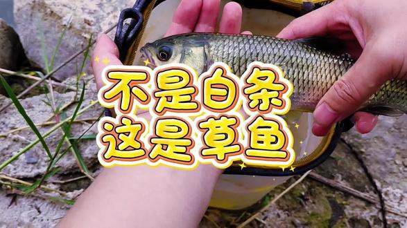 6月24日 测评现在市面上流行的一款几百块钱的探鱼器到底有没有用,结果是探测中层鱼还是比较准确的。底层鱼的话还得后期再研究。另外他有那个探测盲区,70cm以内是探测不到的。水深必须要大于70cm。希望这期节目对想入手这款探鱼器的钓友提供参考。切记一定遵守规定,合规垂钓。#dou是钓鱼人 #原来钓鱼才是抖音运动顶流 #野钓