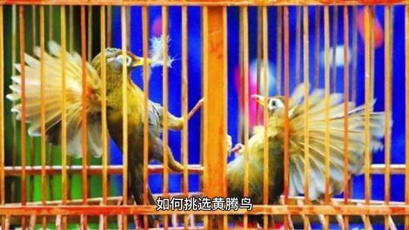 如何挑选黄腾鸟#黄豆鸟 #黄腾鸟