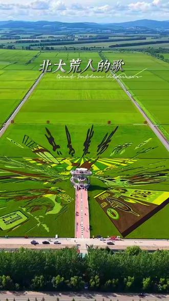带你去看北大荒共青农场的稻田画!#稻田画