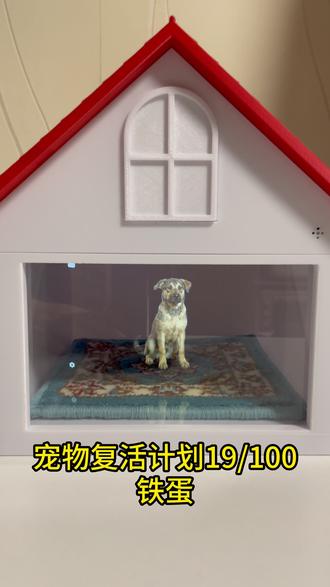 宠物复活计划19/100 宠物星球新成员,憨厚忠诚的铁蛋。 #宠物去世 #宠物纪念 #全息 #Petverse #田园犬
