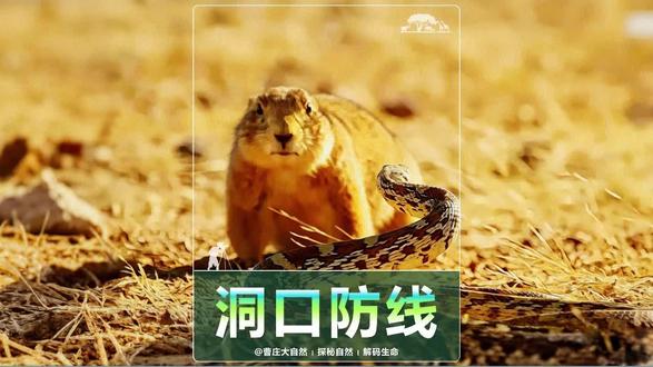 洞口防线 蛇无声滑向巢穴,土拨鼠用身体筑墙。守护,从不分体型。#动物世界#神奇动物在抖音#抖音精选计划#万物可爱计划#土拨鼠