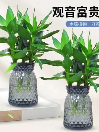 【买一送一】水培观音竹室内四季绿色桌面盆景盆栽轻奢烟灰树脂盆#观音竹 #水培植物 #爱生活爱养花 #花卉绿植 #好物推荐