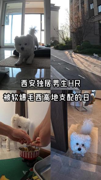 清晨固定搭子 豆哥是全年无休的早班主管#豆哥 #早上遛狗 #独居生活 #西安 #生活碎片