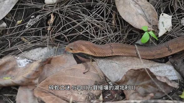 11月24日 (1) 碎蛇之谜#未解之谜纪录片