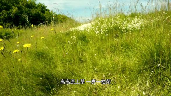 “离离原上草”,为何课本删除了后四句,看完原诗后,您就明白了