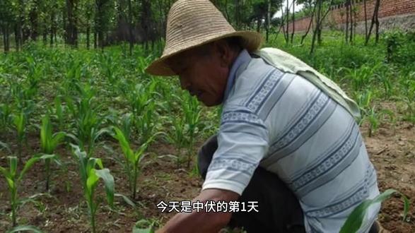 农村俗语,大暑凉飕飕,立冬笑死牛,为什么这么说?