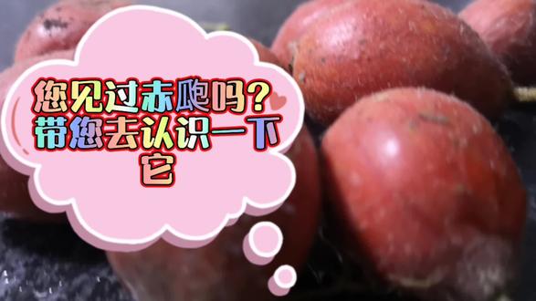 您讲过赤瓟吗?带您去认识一下它!