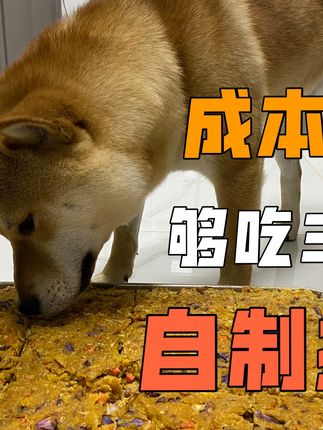 柴犬小七的日常