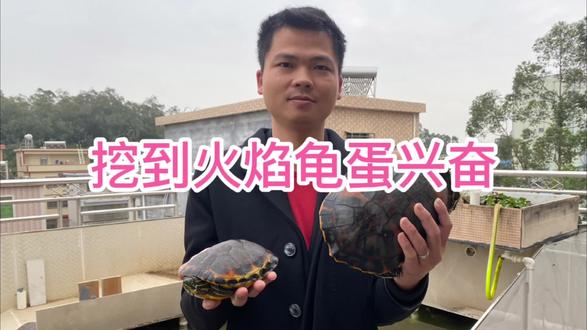 就是挖火焰龟蛋?一窝多人只?