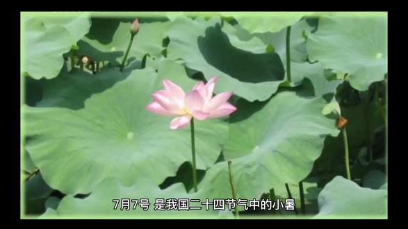 农村俗语说:“小暑热的透,大暑凉飕飕”,是什么意思?