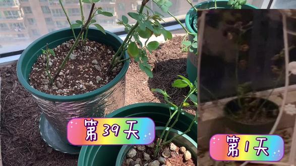 海神王月季—阳台党必入的yyds