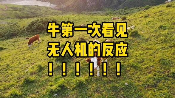 牛第一次看到无人机的反应,好可爱的画面!