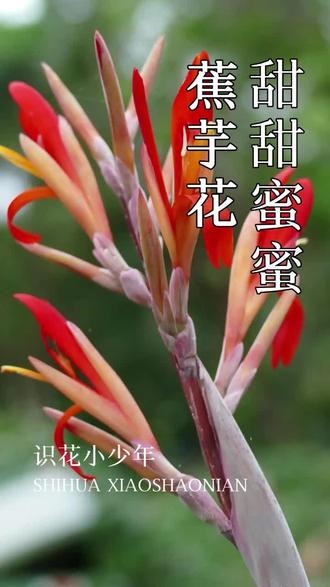 植物分享 蕉芋花 美人蕉科植物 #植物#小孩子的世界 #一花一草一世界 #分享植物知识