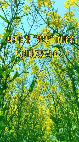 四中自带”毒素“的野菜 吃的时候要当心#健康知识#食品安全