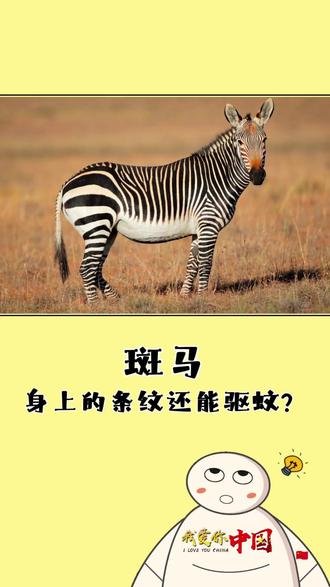 斑马身上的条纹还有驱蚊作用!有实验将奶牛的身体涂抹成与斑马类似的黑白条纹,之后发现叮咬奶牛的蚊子与苍蝇数量大约因此减少了50%左右!#创作灵感 #斑马 #冷知识 #动物冷知识