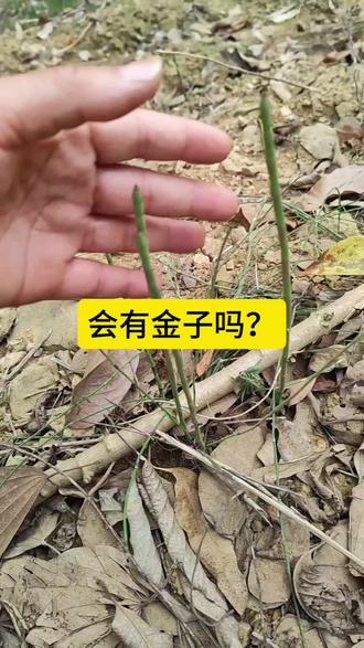 发现野生木贼地,传说能指引采金,开干! #广西 #乡村生活 #野外挖宝 #探索发现 #寻宝 老一辈说的没错,木贼丛生的地方,真的藏着大秘密!