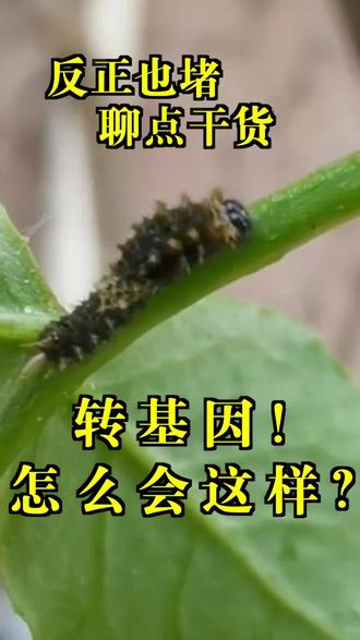 转基因怎么会这样#三农 #科普一下 #转基因
