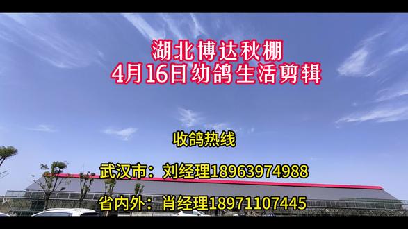 湖北博达秋棚4月16日幼鸽生活剪辑