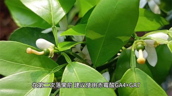 赤霉酸如何使用更有效?