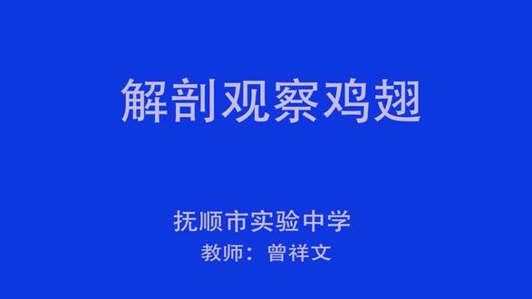 解剖观察鸡翅#课堂实录#初中生物#教学反思