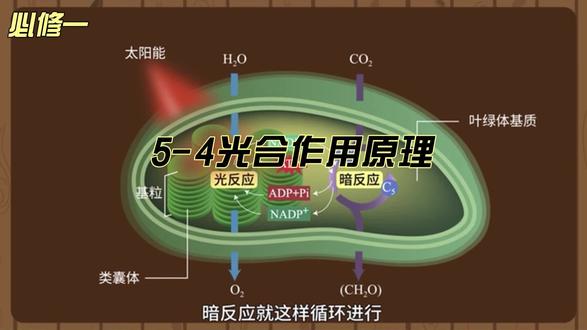 5-4光合作用原理