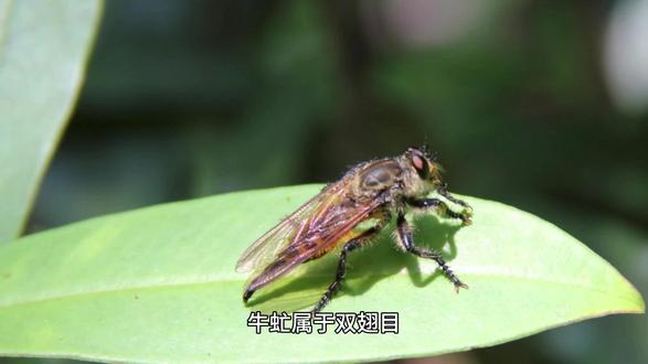 动物百科·牛虻(horsefly)