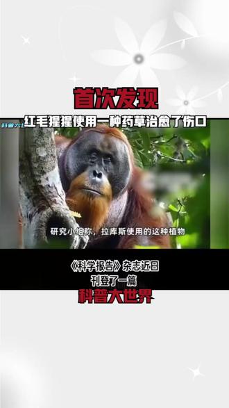 首次发现!红毛猩猩使用一种药草治愈了伤口,它是怎么做到的? #红毛猩猩 #红毛猩猩用药草治愈伤口