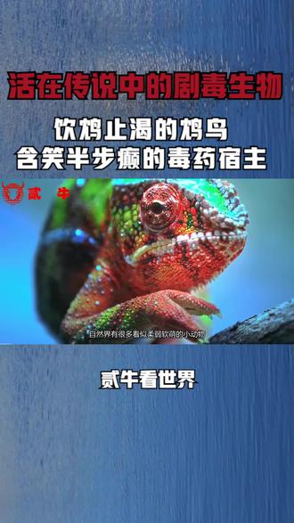 活在传说中的剧毒生物,饮鸩止渴的鸩鸟!含笑半步癫的毒药宿主?