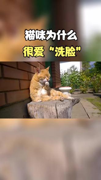 猫咪为什么很爱“洗脸”?真那么爱干净,猫咪洗脸有其他原因吗? #猫咪冷知识 #猫咪 #猫咪的迷惑行为