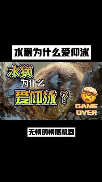 水獭为什么爱仰泳? #水獭 #野生动物 #土拨鼠 #动物科普 #动物世界看人生百态