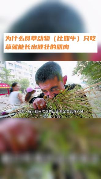 为什么食草动物(比如牛)只吃草就能长出健壮的肌肉?