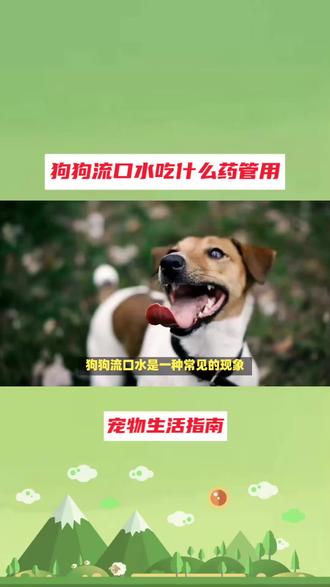 狗狗流口水吃什么药管用